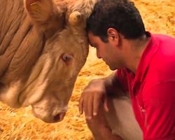 Bull’s Been Imprisoned His Whole Life – The Moment He’s Set Free Is Beautiful To Behold