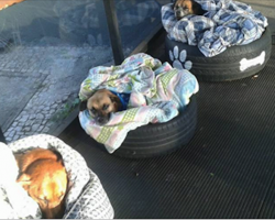 Bus Station Opens Its Doors To Stray Dogs So They Have A Warm Place To Stay