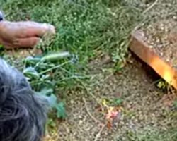 Couple Shine Light Under a Burrow. 40 Seconds Later, She Melts Everyone’s Hearts!