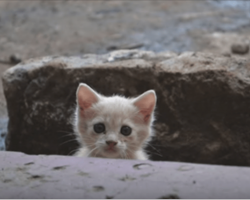 Stray kitten begging for someone to save him, then man answers his request… Four years later? Oh My!