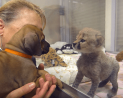 This Dog And Cheetah Met As Babies. Two Years Later, They Still Haven’t Left Each Other’s Side!