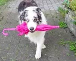 Australian Shepherd Dog Dancing With Umbrella Is Utterly Adorable