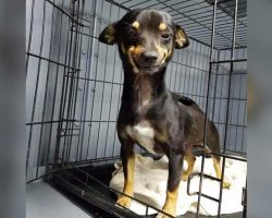 Dog Is Dropped Off At Shelter, But His Infectious Smile Has Hundreds Applying To Adopt Him