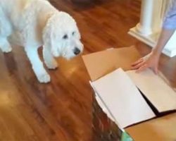 Dog Gets A New Puppy For His Birthday, Their First Meeting Has Been Watched Over 7 Million Times