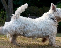 This Is Why Dogs Kick Their Feet After They Poop – I Had No Idea!