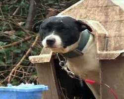 This Dog Has Lived Her Whole Life On A Chain – Now Keep Your Eyes When They Come To Help