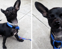 Shelter Dog Almost Ruins His Own Photo Shoot With Ridiculous Expressions, But People Love Him Anyway