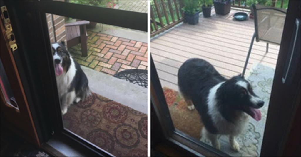 Family Finds Strange Dog Barking Outside Door, Reason Why Will Melt Your Heart