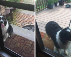 Family Finds Strange Dog Barking Outside Door, Reason Why Will Melt Your Heart