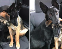 Two German Shepherds Have Only Known Each Other, Desperately Need To Find Home Together
