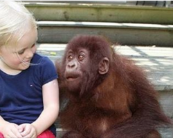 She Grows Up With Gorillas. 12 Years Later When They’re Reunited? This Left Me Speechless!
