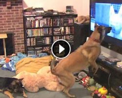 He Secretly Films His Dog Watching TV. Now Watch When His Favorite Movie Comes On