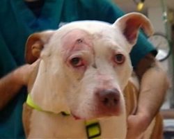 A Hero Pit Bull Who Took A Bullet For His Owner…And Now He Needs A Home