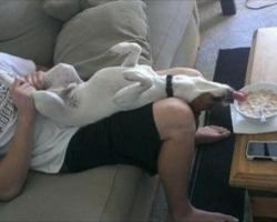 Hilarious Dog Pics Every Dog Owner Will Understand (10+ Pics)
