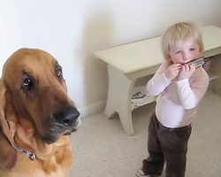 Toddler Starts Playing Harmonica, But It’s Their Huge Dog That Has Internet In Laughter
