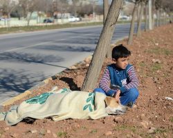 Little boy is honored after staying by the side of a shivering stray dog until help arrived