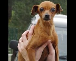 Little dog spent 12 years in a cage, the moment her rescuers show up is one that needs to be seen