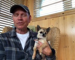 Man Says Petting His Chihuahua Is Relaxing. We (And The Chihuahua) Beg To Differ