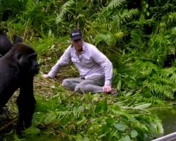 Man Visits Wild Gorillas He Raised As Babies, But Watch As He Introduces His Wife For 1st Time