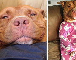 Meaty The Pit Bull Hasn’t Stopped Smiling Since He Got His Forever Home
