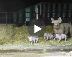 Mother Pig And Her Piglets Go Outside For Very First Time After Rescued From Slaughter! FREEDOM!