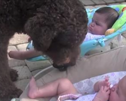 Giant Dog Approaches Twin Baby Girls. His “Request” Made Mom Run For The Camera