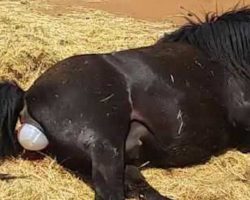 Pregnant Horse Lies Down To Give Birth…Then Her Owners Are Shocked To See An Impossible Miracle