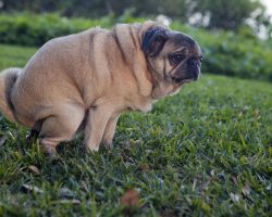 Why Do Dogs Stare At You When They Poop? It’s Not Because They’re Embarrassed.