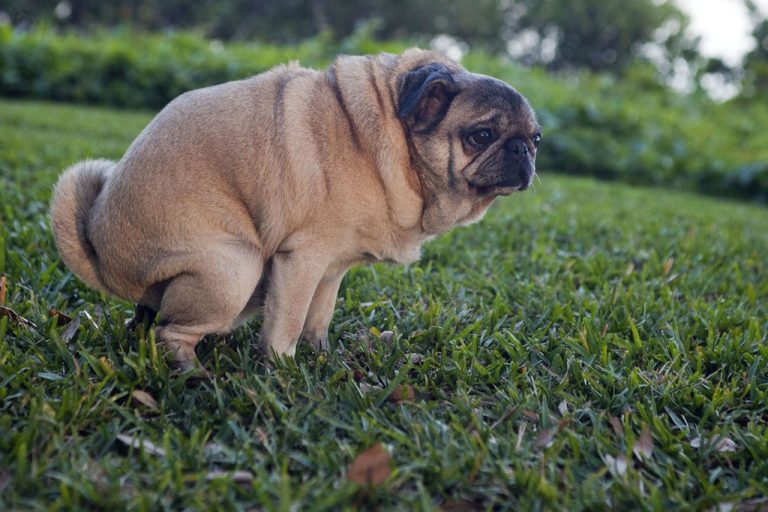 Why Do Dogs Stare At You When They Poop? It’s Not Because They’re Embarrassed.