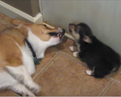 Dogs Are Having An Argument And The Puppy Turned Around To Fart In The Corgi’s Face
