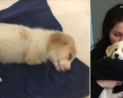 Puppy Was Thrown Away Because He Only Has Two Legs – Then 2 Heroes hear his Cries and act fast