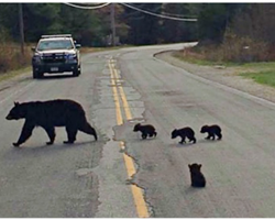 Sick Bear Cub Is Left Behind And Police Officer Risked His Own Life To Save Him