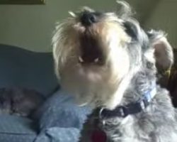 Schnauzer Sings Happy Birthday Song Along With His Dad