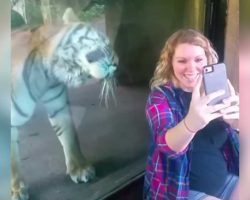 Pregnant Woman Sits Next To Tiger – His Reaction When He Notices Her Baby Bump Has Gone Viral