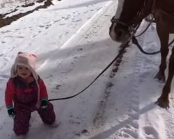 Little Girl Walking Horse In Snow Gets Stuck. Horse’s Response Is Melting Hearts Everywhere