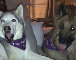 Husky Upset Over Outcome On TV Show, Throws Tantrum To Mom And Brother