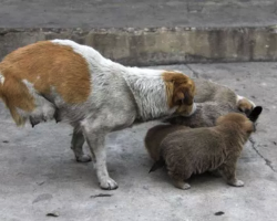 Two-Legged Stray Mother Cares For Her Homeless Family