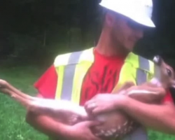 Worker Rescues Baby Deer Then Rubs His Belly, But His Reaction When He’s Released Will Make You Howl