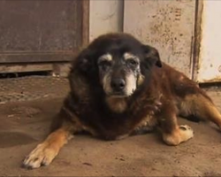World’s Oldest Dog, Maggie, Takes her Last Nap