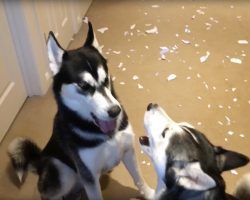 The 2 Huskies get in an argument when dad asks about the mess on the floor