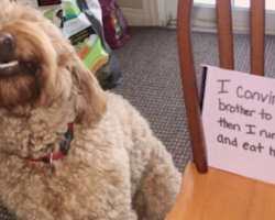 21 Dogs Who Got Busted Doing What They Do, And They Don’t Care At All