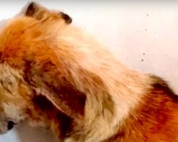 Dog Saved From Abuse Refuses To Stop Facing The Wall – Then An Angel Inspires Her