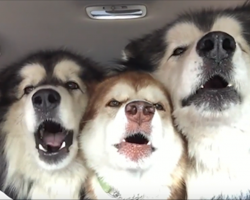 Alaskan Malamutes On Their Way To Get Groomed Start Singing The Song Of Their People