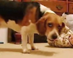 Baby Lies On The Floor – The Moment His Beagle Notices Him For The 1st Time Is Going Viral