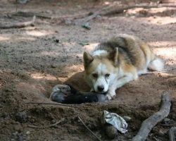 Bella Is Chained Up And Frantically Digs A Hole…When Rescuers See Why, They’re Blown Away!