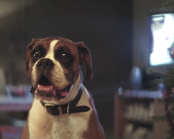 Christmas Clip Featuring Buster The Boxer Gives Us The Holiday Warm And Fuzzies