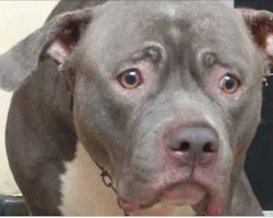Camera captures the moment dog realizes his family is leaving him at the shelter