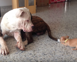 Tiny Chihuahua Picks A Fight He Can’t Win, But Big Brother Is The Gentlest Giant