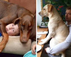19 Times Needy Dogs Failed To Understand The Concept Of Personal Space