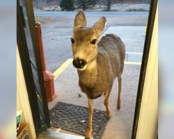 Deer Visits Gift Shop – Then Returns With An Adorable Surprise